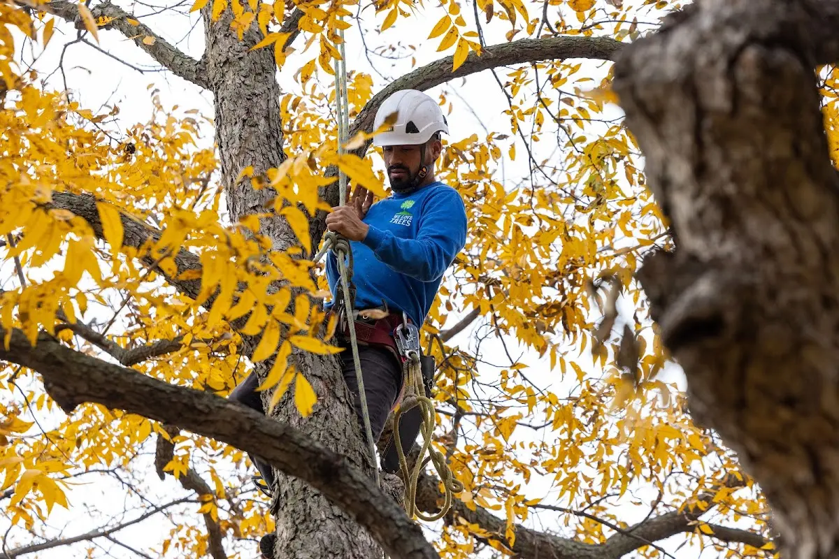 Skilled Tree Transplanting crew working in Cleveland
